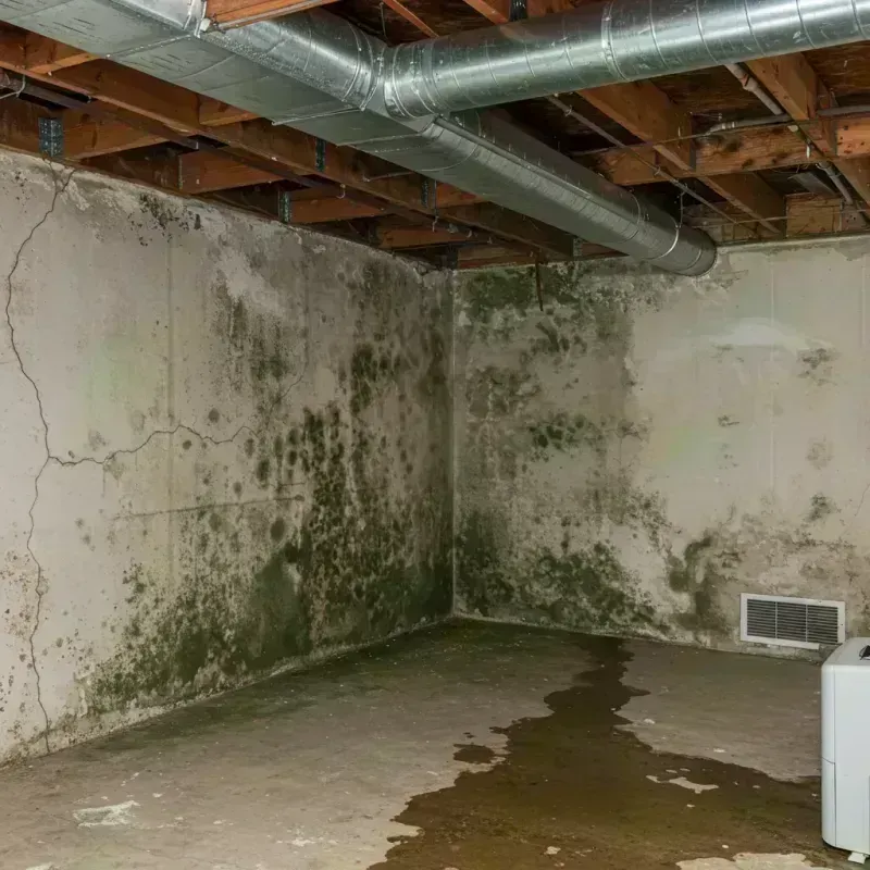 Professional Mold Removal in Monroe, GA